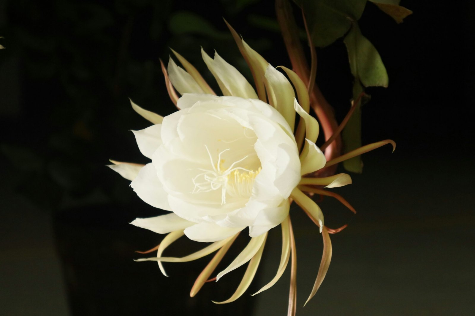 White Brahma Kamal flower blooming in the Himalayan region, revered in Hinduism for its spiritual and ecological significance.