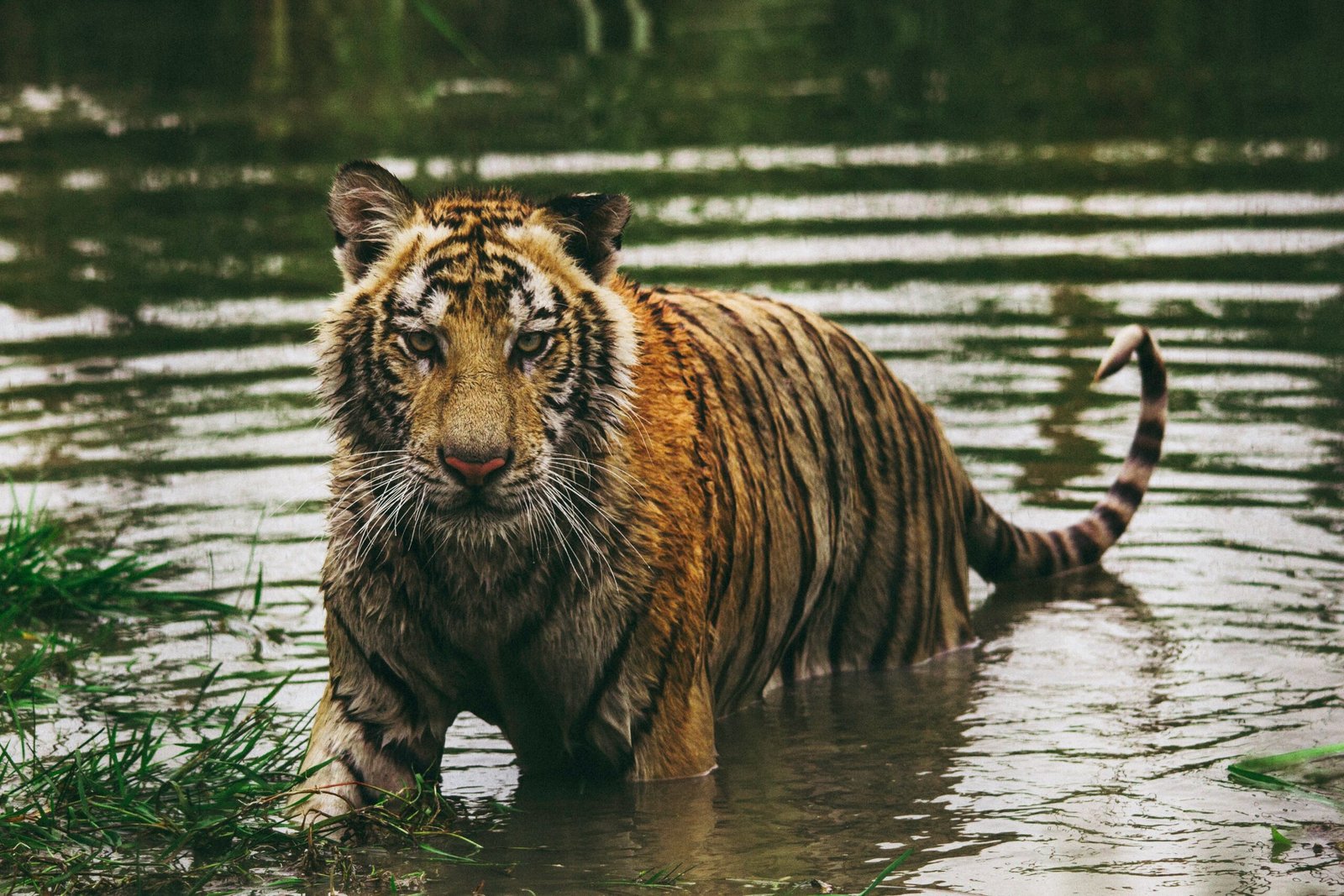 Masking Indeed Saves Lives: Lessons from the Sundarbans